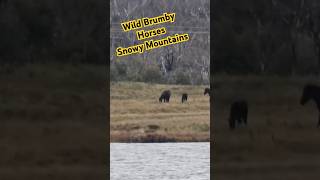 Wild Brumby Horses Snowy Mountains Kosciuszko National Park [upl. by Melville727]