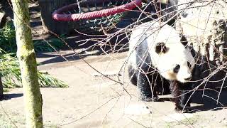 Großer Panda Bär Tiergarten Zoo Schönbrunn I Der schönste Bär der Welt I Giant Bear Meuyùng 貓熊 大熊猫 [upl. by Nylirehs]