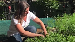 How To Grow Cilantro For Longer Harvesting [upl. by Rajiv]