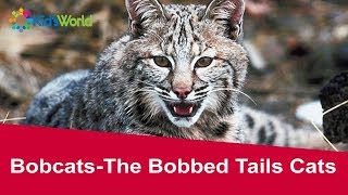 Science for Kids Bobcats – The Bobbed Tails Cats Kids Learning Animals Videos [upl. by Pelage]