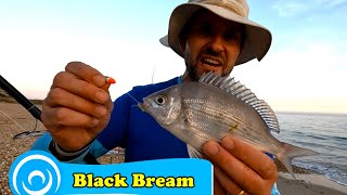 Wrasse and Bream at Hengistbury [upl. by Marcell]