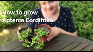 How to grow Aptenia Cordifolia [upl. by Ultun]