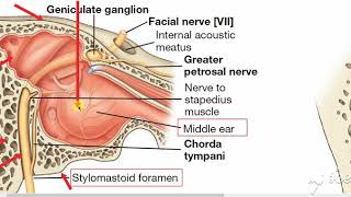 Middle ear boundaries 3 [upl. by Leuqar]