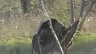 Texas Turkey 08 [upl. by Atinev986]