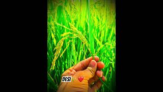 Dabya na kar 🌾🌏desi farming cgviral trending [upl. by Blondell]