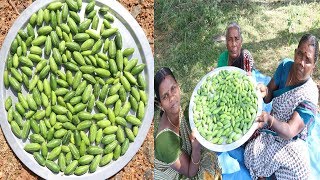 சர்க்கரை நோயை குறைக்கும் காட்டு கோவக்காய் பொரியல்  Kovakkai  IVY GOURD Fry in Tamil [upl. by Ashia185]