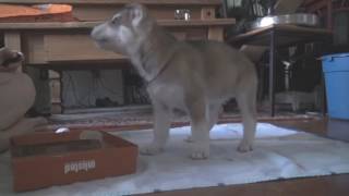 Tamaskan puppies play the Puppy Culture Box Game [upl. by Tiat968]