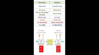 Different between Photosynthesis and Respiration geneticteacher [upl. by Philis]