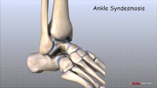 Ankle Anatomy Animated Tutorial [upl. by Anilem]