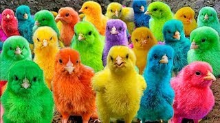 Worlds Cutest ChickensColorful Chickens Rainbow ChickensCute Ducks ElephantsRabbits Animals 🐤 [upl. by Naraa]