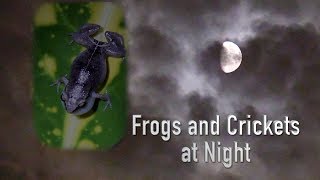 Frogs and Crickets at Night [upl. by Kato]