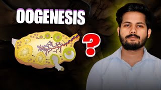 OOGENESIS  REPRODUCTION CLASS 12  NEET  KINGDOM OF BIOLOGY [upl. by Llennehc]