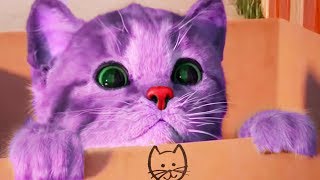 Play Little Kitten My Favorite Cat Pet Care Game  Fun Baby Kitten Animation Mini Games For Children [upl. by Alegna]