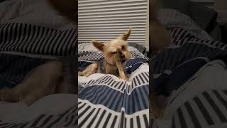 Chew Chew Chew rving rvlife twoyorkiespod yorkshire yorkie doggygum chewbone dog cutedog [upl. by Roseanna]