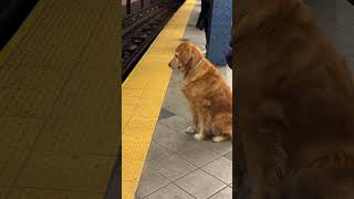 goldenretriever This Golden Retriever follows the rules and firmly refuses to cross the line [upl. by Dnalwor]