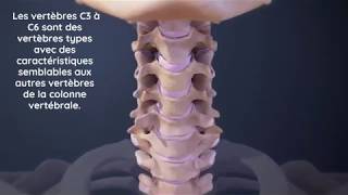 Mieux comprendre les vertèbres cervicales  Chirohealth Chiropracteur à Toulouse [upl. by Amber]