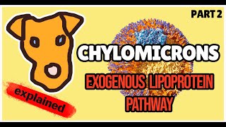 Chylomicrons Exogenous lipoprotein pathway in Health and Disease [upl. by Larena]