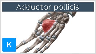 Adductor Pollicis Muscle  Origin amp Function  Human Anatomy  Kenhub [upl. by Asfah]