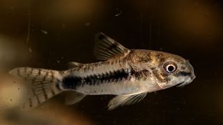 Salt and Pepper Cory Corydoras habrosus Species Spotlight [upl. by Bilow]