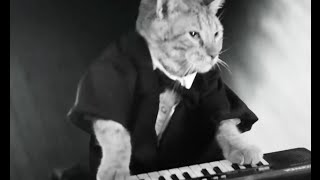 KEYBOARD CATnew commercial in England [upl. by Amando]