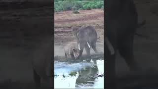 elephant vs rhino real fight 🦏 rhino vs elephant 🦏 [upl. by Carolee470]