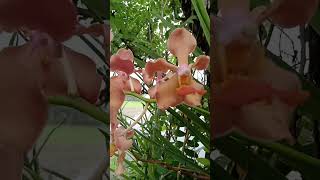 shortvideos orchid flowerGood morning 🌅❣️ [upl. by Gadmann]