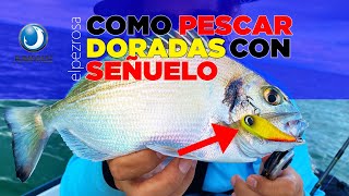 Como pescar Doradas con Señuelo 🎣​ Movimientos técnica y materiales [upl. by Ayama563]