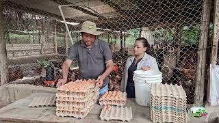 Ventajas Productivas de las Gallinas Ponedoras  Granja Avícola Ebenezer CulturAgroTV INTA [upl. by Aietal]