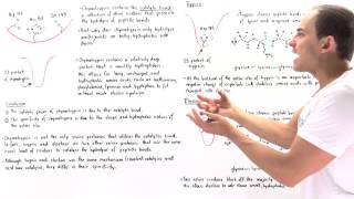 Specificity of Serine Proteases Chymotrypsin Trypsin and Elastase [upl. by Shaun776]