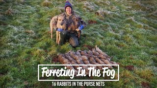 Ferreting In The Fog  16 rabbits in the purse nets [upl. by Tiernan]