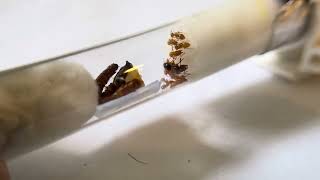 Lasius Claviger 13 host colony 31724 [upl. by Druce]