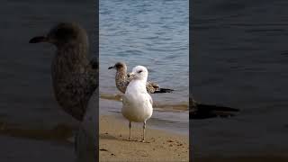 🤍 Ring billed gull bird 🤍 [upl. by Nabru]