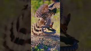 Eagle vs snake serpiente aguila shorts [upl. by Cimbura]