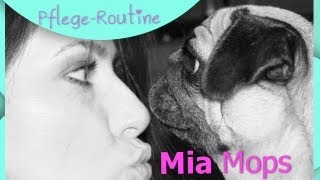 Mia Mops Pflege Routine [upl. by Belda451]