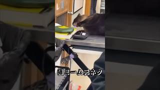 猫ミーム元ネタamp素材 発狂猫ver 猫ミーム 猫 cat 何をされてんねんこれ [upl. by Namharludba]