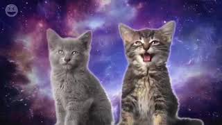 Singing Cats Are Cute  Cats That Sing With Angelic Voice [upl. by Adrian]