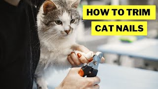 How to Trim Your Cats Nails to Reduce Scratching  Trim Cat Nail  Cat Scratching  Cat Grooming [upl. by Simah]