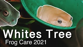 Complete White’s Tree Frog Care Guide 2021 [upl. by Annairdua]