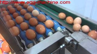 Egg Processing Line  Egg Washing Egg Drying Egg Candling Egg Breaking [upl. by Tecla378]