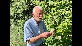 Guelder Rose with John Feehan in June Wildflower of Offaly Series [upl. by Zielsdorf]