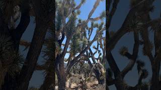 Joshua trees in Joshua forest trial in Arizona [upl. by Cirded15]