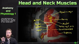 Muscles of the Head and Neck  Model Overview  Anatomy and Physiology 1 [upl. by Tati]