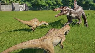 2 Spinoraptor VS Spinosaurus  Jurassic World Evolution [upl. by Euqinamod]