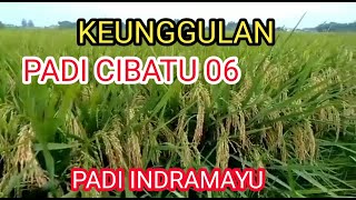 Keunggulan Padi Cibatu 06  padi galur Indramayu Jawa barat [upl. by Darsie]