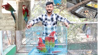 Surprisingly Red amp green macaw breeding pair came to our big parrot Aviary [upl. by Basil]