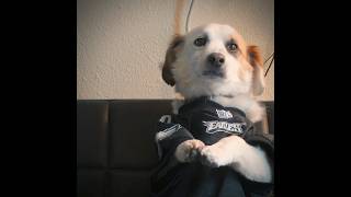 Eagles vs Falcons Superfan doglife philadelphiaeagles philly [upl. by Herriott]