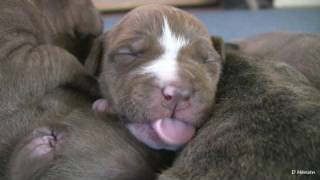 Mias 2 Week Old Pit Bull Puppies in HD [upl. by Tseng305]