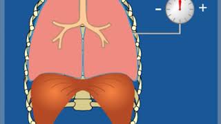 Ventilpneumothorax – Grundlagen  Thoraxdrainage für Einsteiger [upl. by Nagyam]