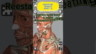 Anatomy  Omohyoid muscle Part  2 medical 3d anatomy head neck muscles shorts [upl. by Ravaj687]