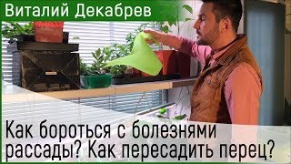 Как бороться с болезнями рассады Как пересадить перец Как сеять огурцы [upl. by Hctim]